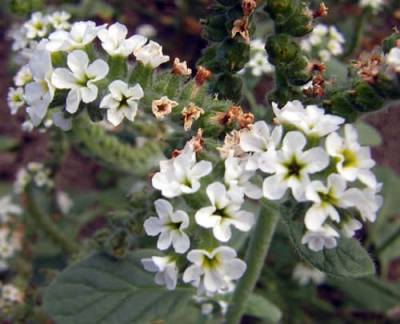 Heliotropium europaeum (European heliotrope) — photo