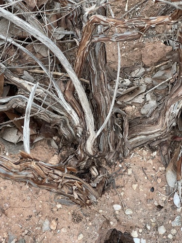 Heliotropium hereroense (Omumbwanda) — photo