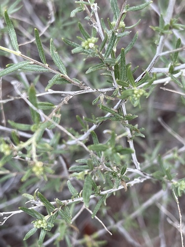 Heliotropium hereroense (Omumbwanda) — photo