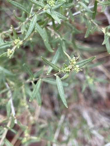 Heliotropium hereroense