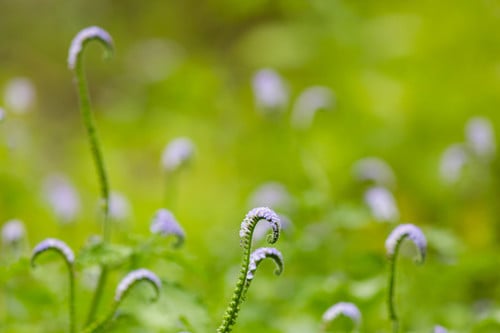 Heliotropium indicum (Blue heliotrope) — photo
