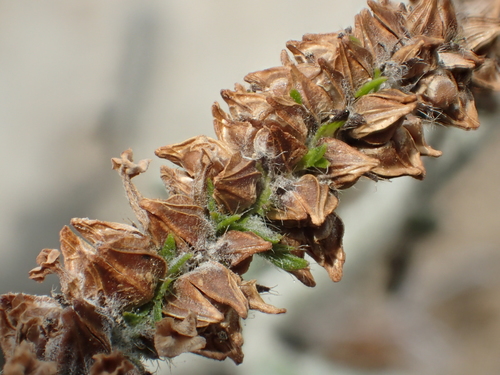 Heliotropium indicum (Blue heliotrope) — photo
