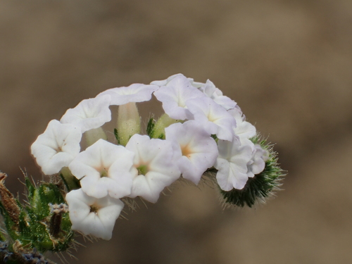 Heliotropium indicum