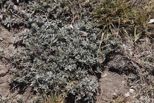 Heliotropium ovalifolium (Grey-leaf heliotrope) — photo