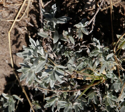 Heliotropium ovalifolium (Grey-leaf heliotrope) — photo