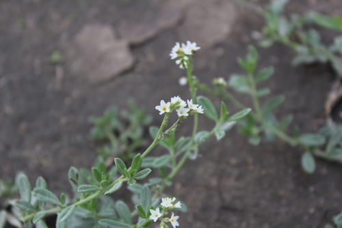 Heliotropium ovalifolium