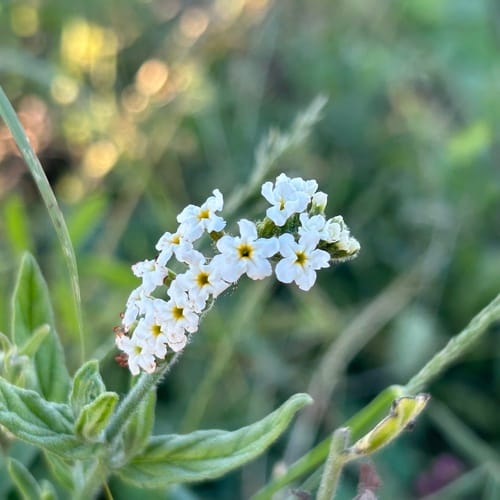 Heliotropium steudneri — photo