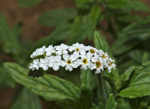 Heliotropium steudneri