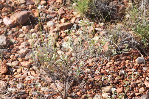 Heliotropium tenuifolium (Jurti-jurti) — photo