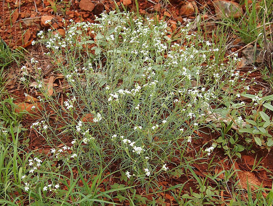 Heliotropium tenuifolium (Jurti-jurti) — photo