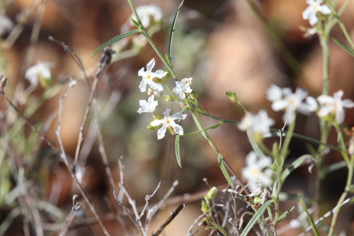 Heliotropium tenuifolium