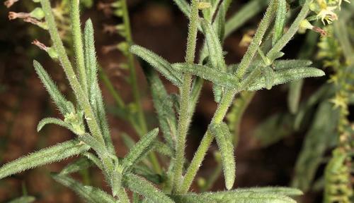 Heliotropium zeylanicum — photo
