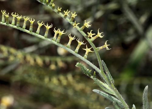 Heliotropium zeylanicum