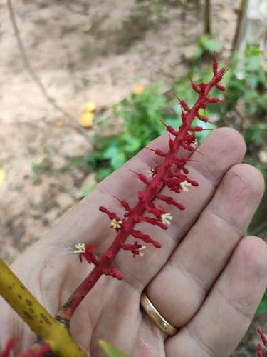 Helixanthera parasitica (Five-segmented parasite) — photo