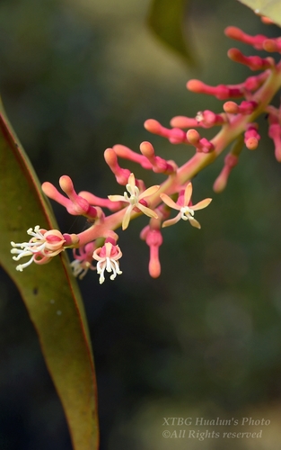Helixanthera parasitica