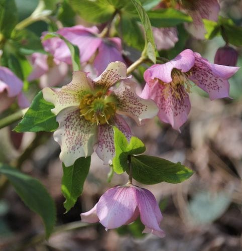 Helleborus niger (Black Hellebore) — photo