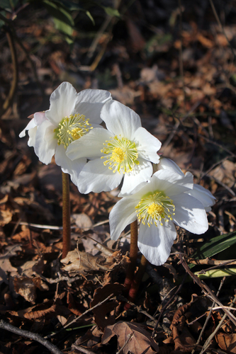 Helleborus niger