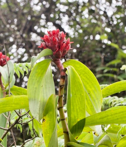 Hellenia speciosa (Crepe Ginger) — photo