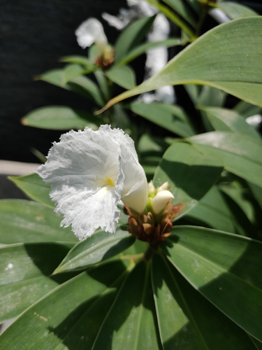 Hellenia speciosa