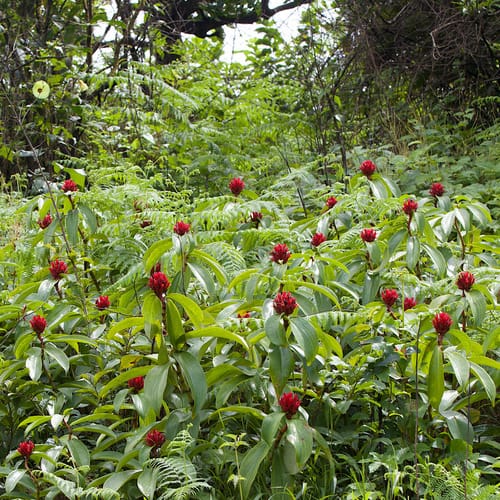 Hellenia speciosa (Crepe Ginger) — photo