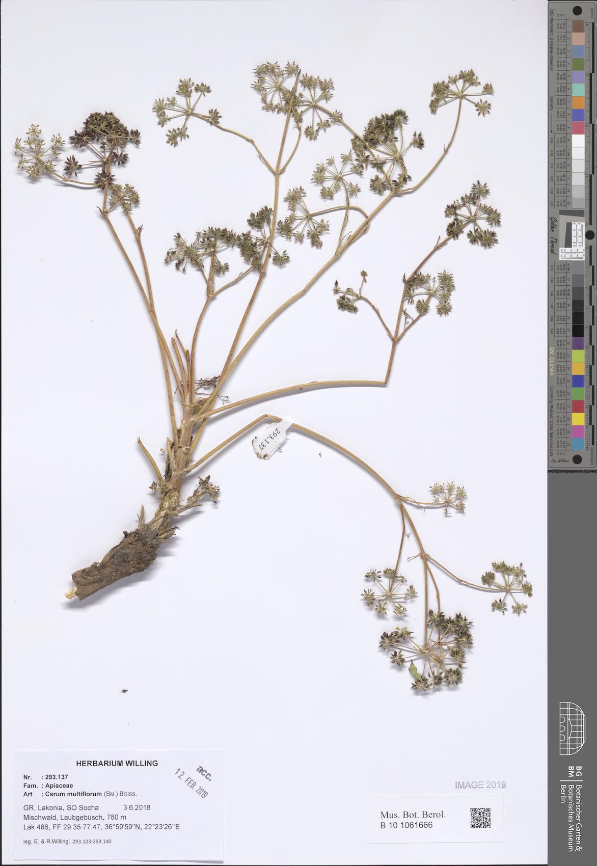 Hellenocarum amplifolium — photo
