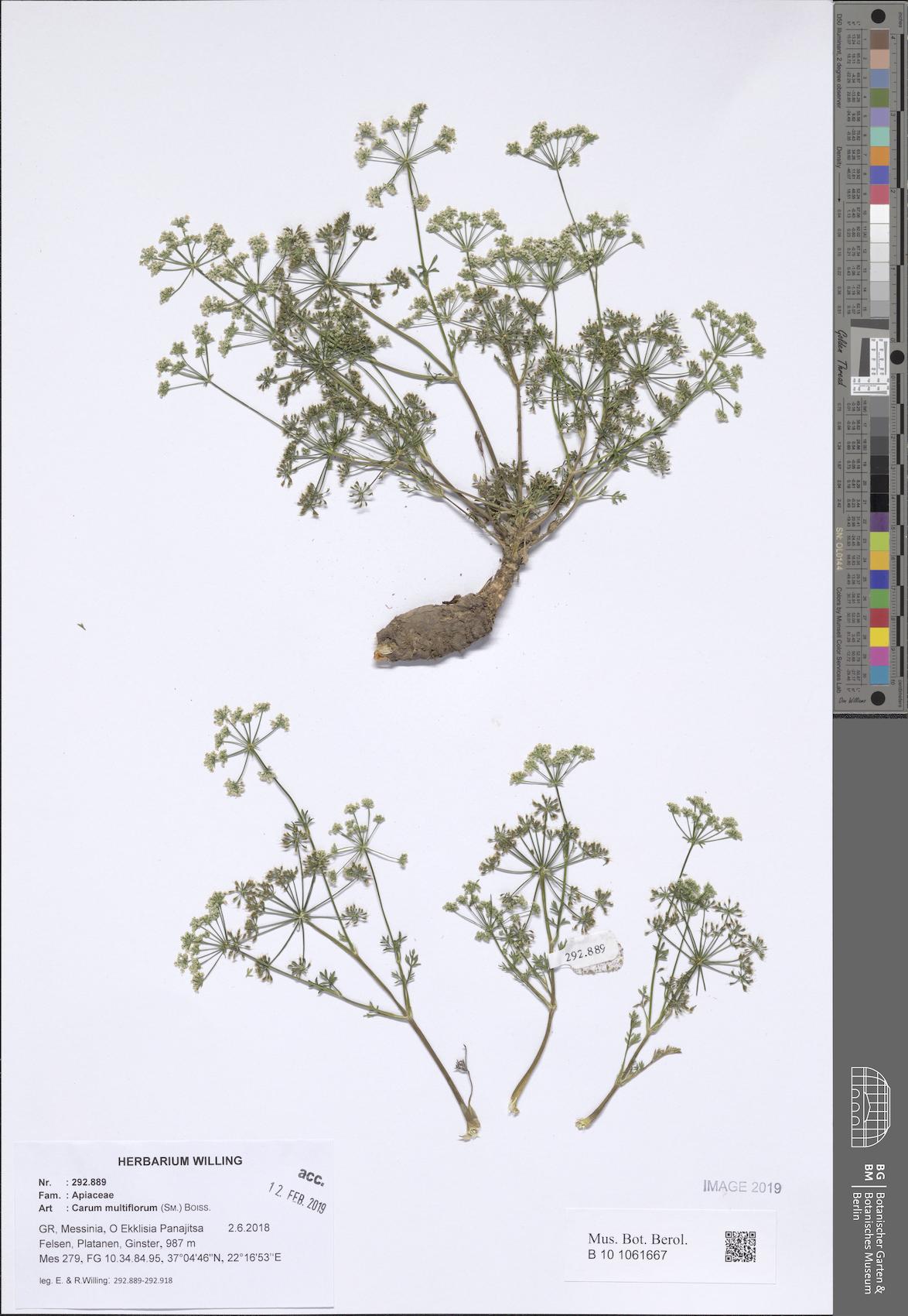 Hellenocarum amplifolium — photo