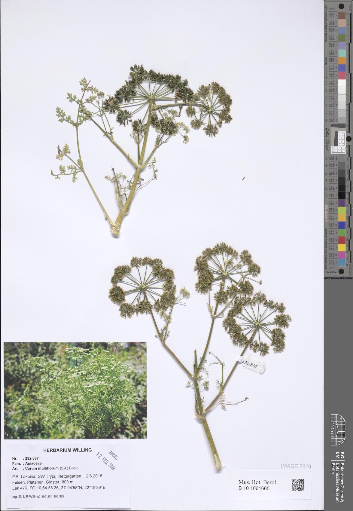 Hellenocarum amplifolium