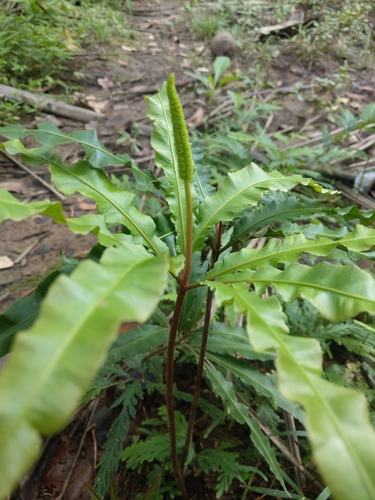 Helminthostachys zeylanica (Kamraj) — photo