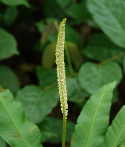 Helminthostachys zeylanica (Kamraj) — photo