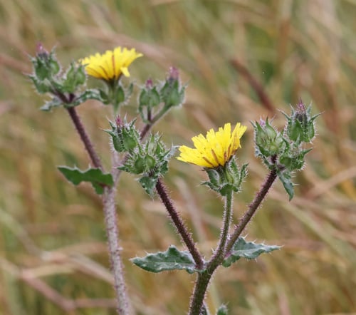 Helminthotheca echioides (Bristly Ox-Tongue) — photo