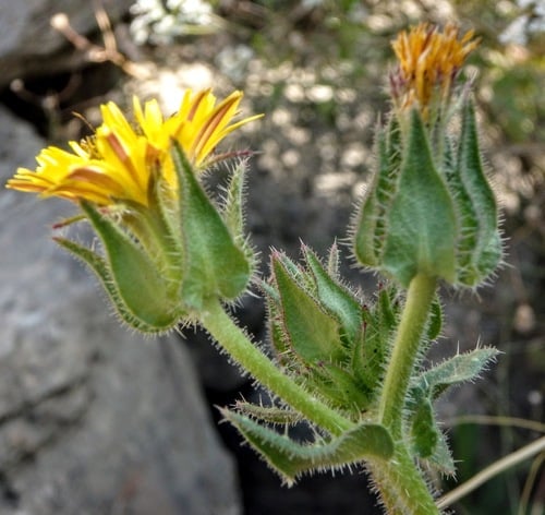 Helminthotheca echioides (Bristly Ox-Tongue) — photo