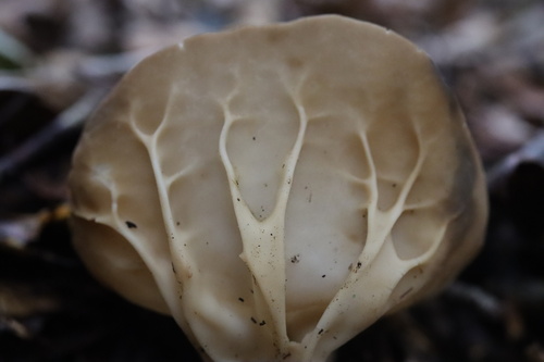 Helvella acetabulum — photo
