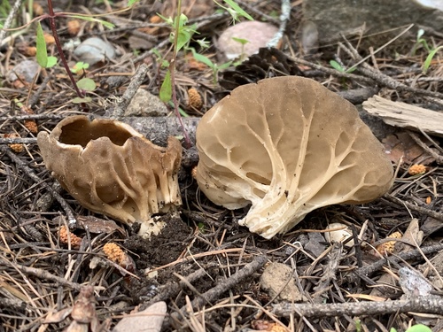 Helvella acetabulum — photo