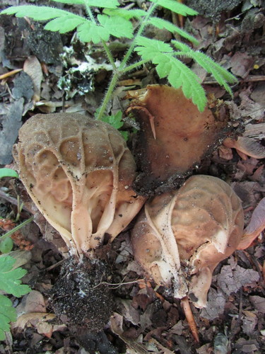 Helvella acetabulum