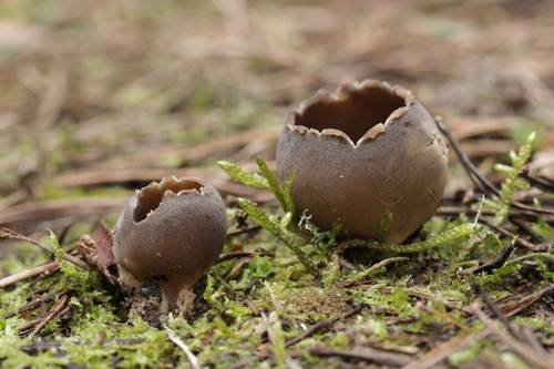 Helvella leucomelaena — photo