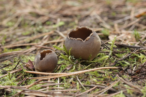 Helvella leucomelaena