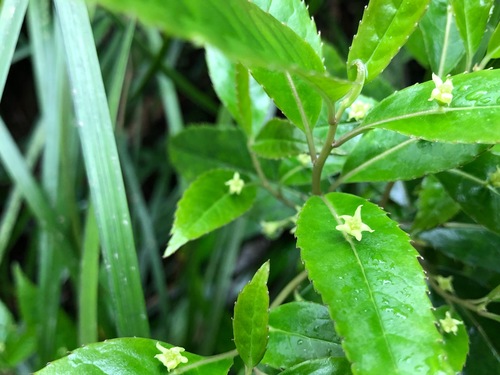 Helwingia chinensis — photo