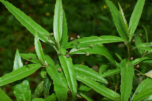 Helwingia chinensis — photo