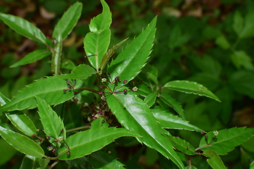 Helwingiaceae
