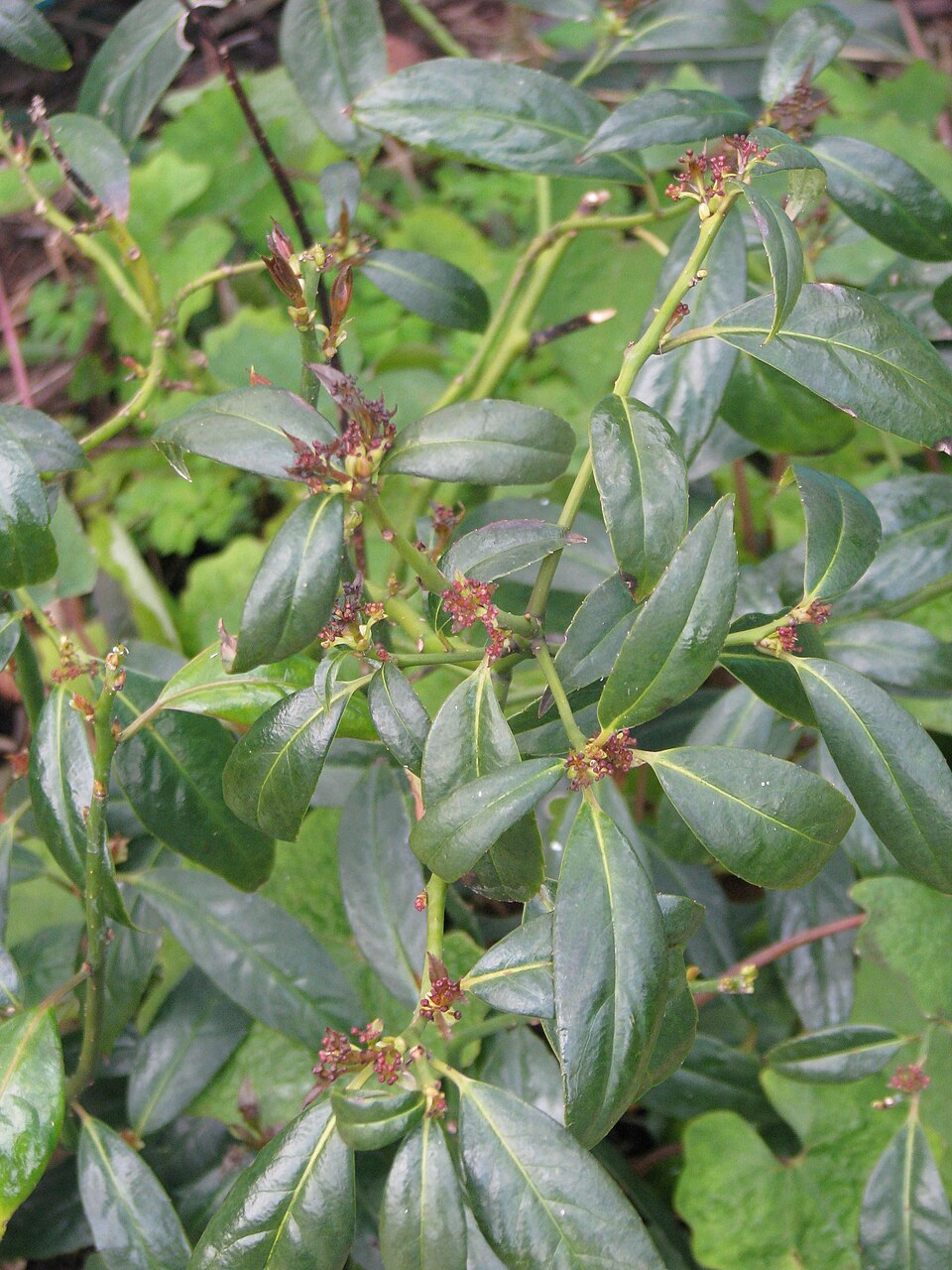 Helwingia himalaica — photo