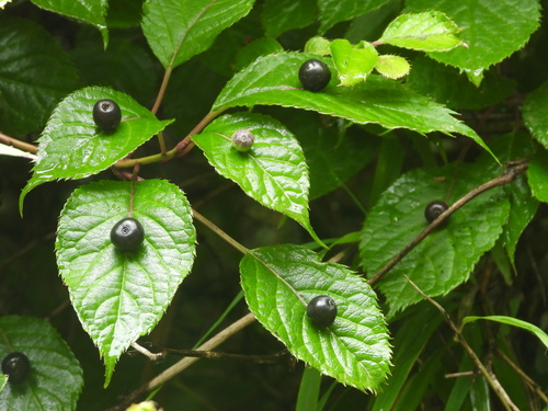 Helwingia japonica (Helwingia) — photo
