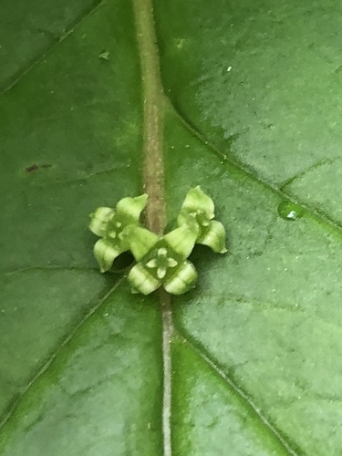 Helwingia japonica
