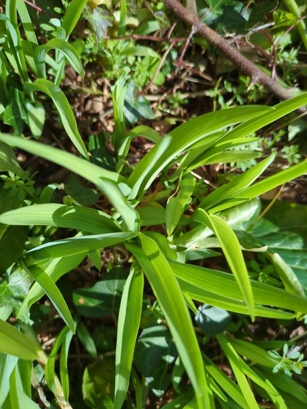 Hemerocallis bulbiferum