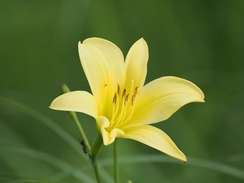 Hemerocallis citrina