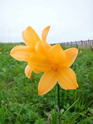 Hemerocallis esculenta — photo