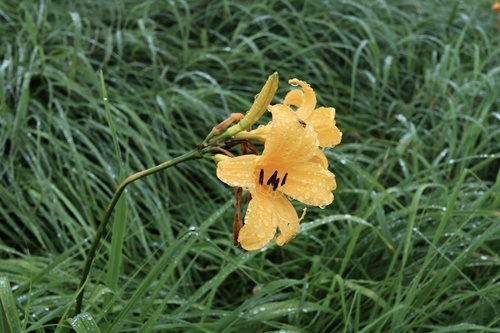 Hemerocallis esculenta