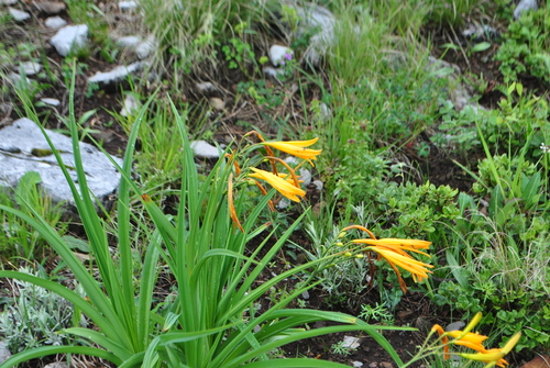 Hemerocallis forrestii (Xi man xuan cao) — photo