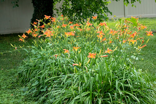 Hemerocallis fulva