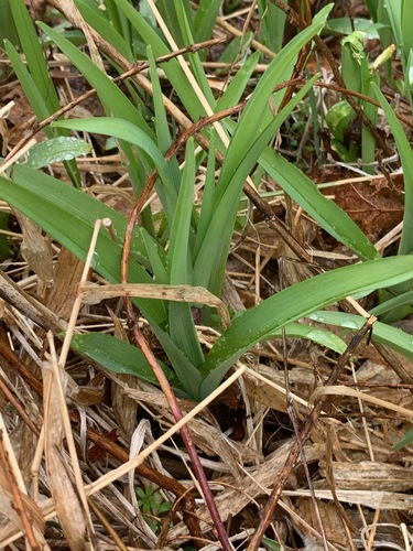 Hemerocallis fulva (Common day lily) — photo