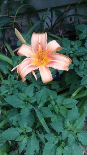 Hemerocallis fulva var. angustifolia
